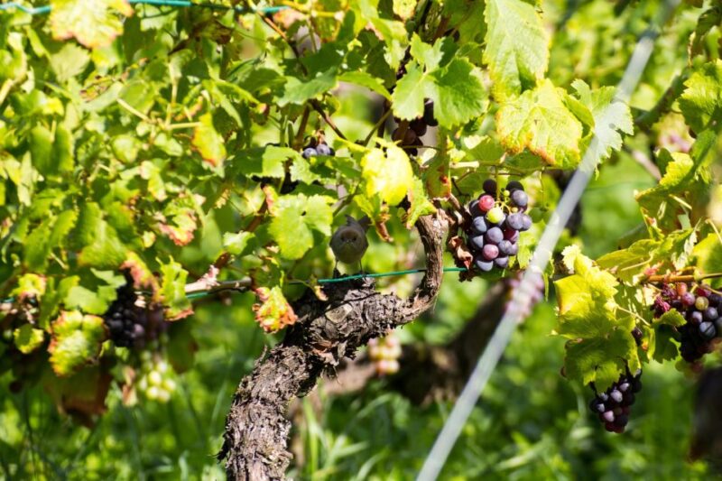Stuttgart: Guided Vineyards Tour - Explore Stuttgart’s Vineyards with a Guided Hike and Tasting