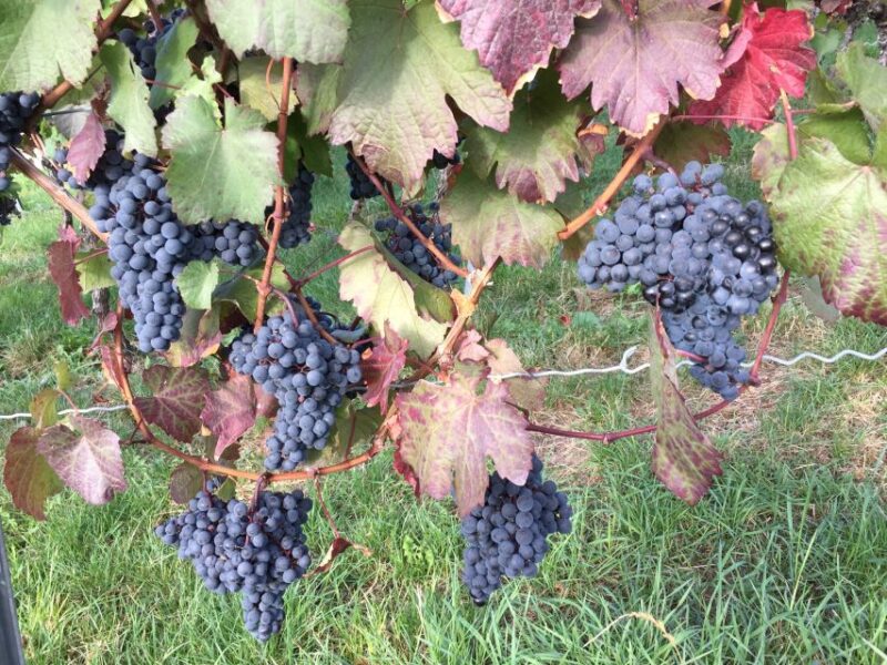 Stuttgart: Guided Wine Walk & Wine Tasting - Tasting Stuttgart’s Authentic Wines at Two Key Stops