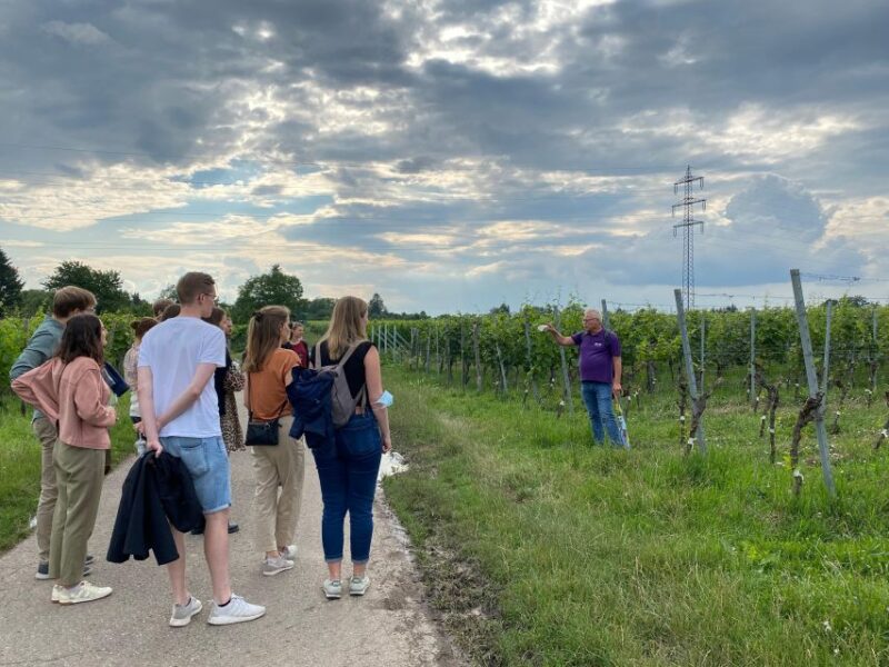 Stuttgart: Wine Tour with wines of the best winemakers - Visiting the "Wengerterhäusle" in the Vineyards
