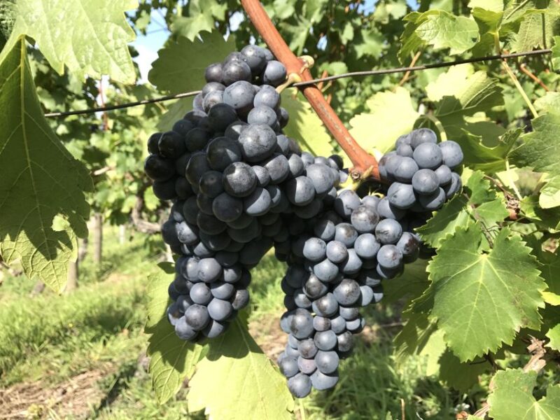 Stuttgart: Wine Tour with wines of the best winemakers - Comparing to Other Stuttgart Wine Activities