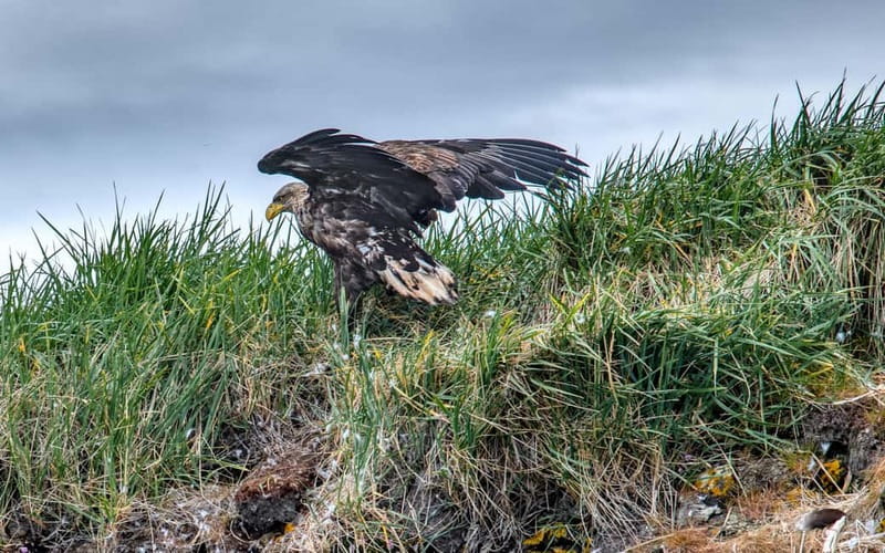 Stykkishólmur: Puffin and Wildlife Boat Tour - Explore Icelands Coastal Wildlife and Puffins in Style