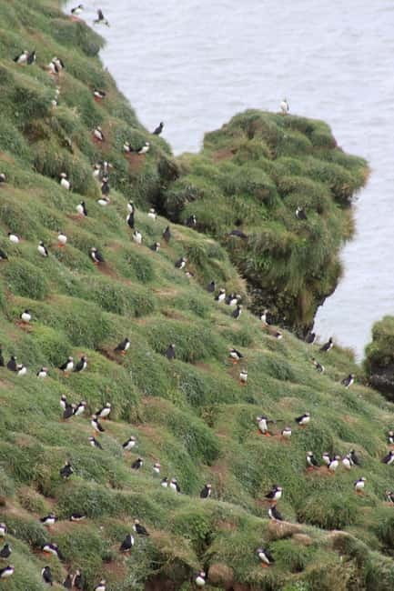 Stykkishólmur: Puffin and Wildlife Boat Tour - The Scenic Coastline of Breiðafjörður Bay