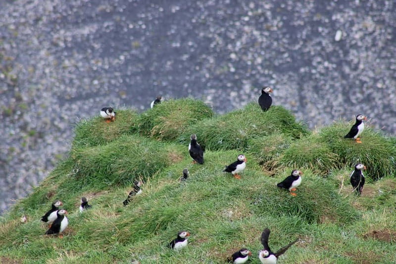 Stykkishólmur: Puffin and Wildlife Boat Tour - Who Would Enjoy This Tour Most?