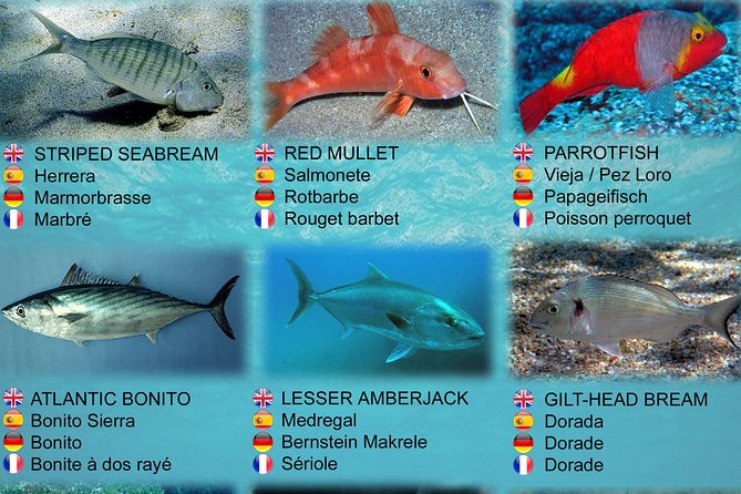 Submarine Safaris Lanzarote - The Sum Up: Lanzarote’s Underwater Adventure You Can’t Miss