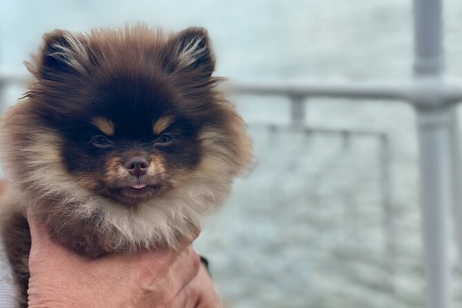 Summer Danube Brunch Cruise in Budapest - Review Highlights and Practical Tips