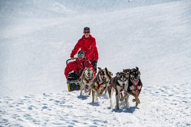 Summer Glacier Dogsledding Tour from Girdwood - Key Points