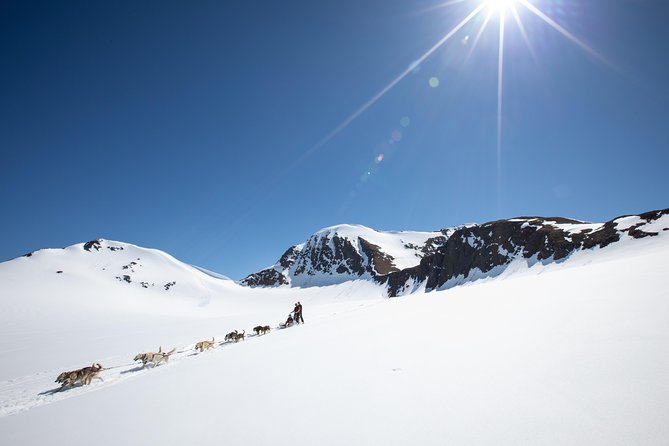 Summer Glacier Dogsledding Tour from Girdwood - The Dogsledding Experience on Punchbowl Glacier