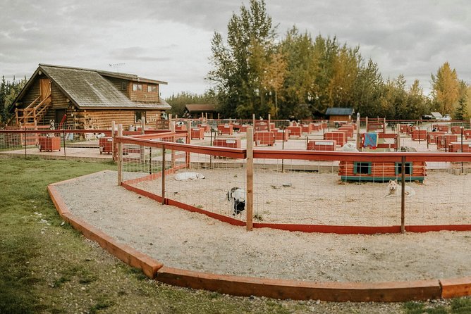 Summer Kennel Visit at Historic Trail Breaker Kennel - Discover the Authentic Alaskan Husky Experience at Trail Breaker Kennel