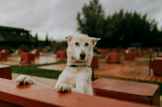 Summer Kennel Visit at Historic Trail Breaker Kennel - Why This Kennel Visit Stands Out