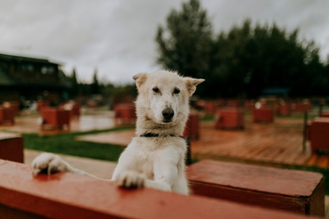 Summer Kennel Visit at Historic Trail Breaker Kennel - Frequently Asked Questions