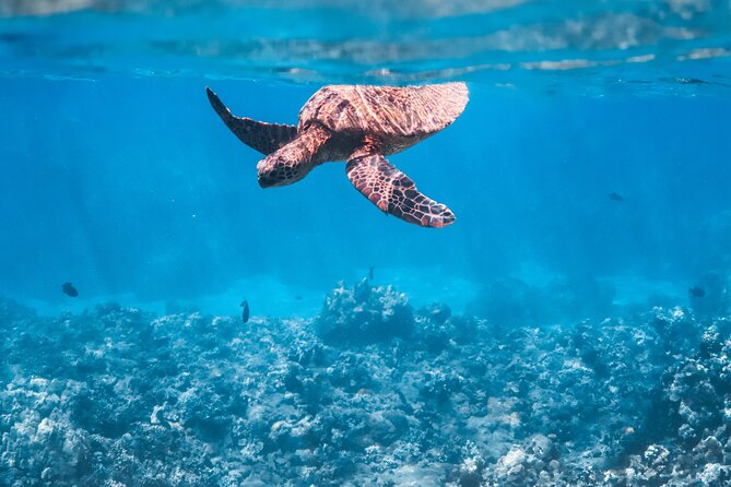 Summer Morning Express Snorkel Adventure off Ka'anapali Beach - How to Find the Meeting Point at Kaanapali Beach