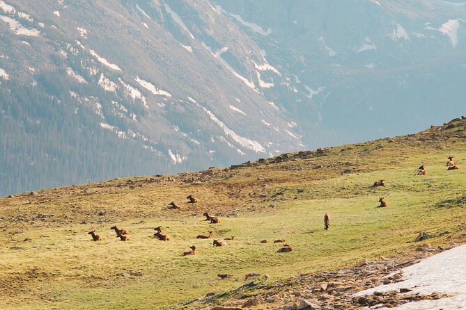 Summer Private Rocky Mountain National Park Driving Tour - Traversing Trail Ridge Road, the Highest Paved Road in the US