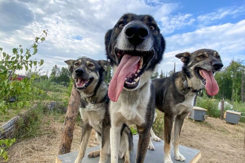 Summer Sled Dog Kennel Tour - Exploring the Kennel Environment and Dog Playtime