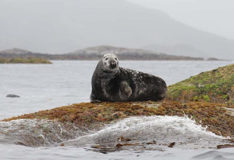 Summer Snorkeling with Grey Seals - Key Points