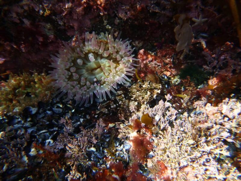 Summer Snorkeling with Grey Seals - The Snorkeling Itinerary and Duration Breakdown