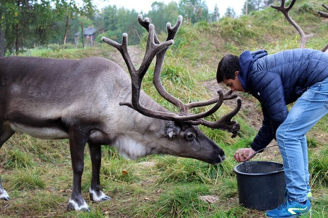 Summer Traditional Reindeer Farm Tour in Rovaniemi - Rovaniemis Reindeer Farm: A Taste of Authentic Finnish Lapland Culture