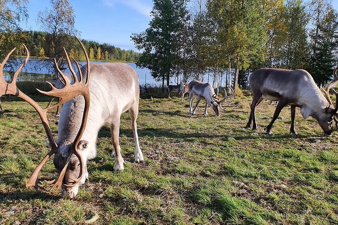 Summer Traditional Reindeer Farm Tour in Rovaniemi - What Makes the Reindeer Interaction Special?