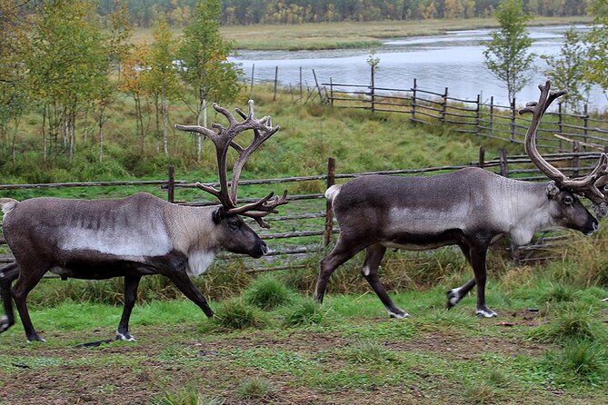 Summer Traditional Reindeer Farm Tour in Rovaniemi - Why This Tour Stands Out in Rovaniemi