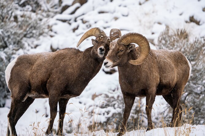 Sunrise 4-Hour Grand Teton Wildlife Adventure - The Value of a Premium Wildlife Experience