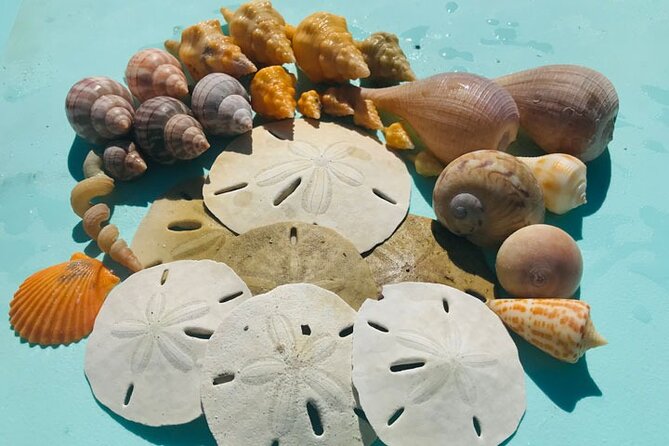 Sunrise and Shine Shelling Tour - What Sets This Tour Apart from Other Sightseeing Options