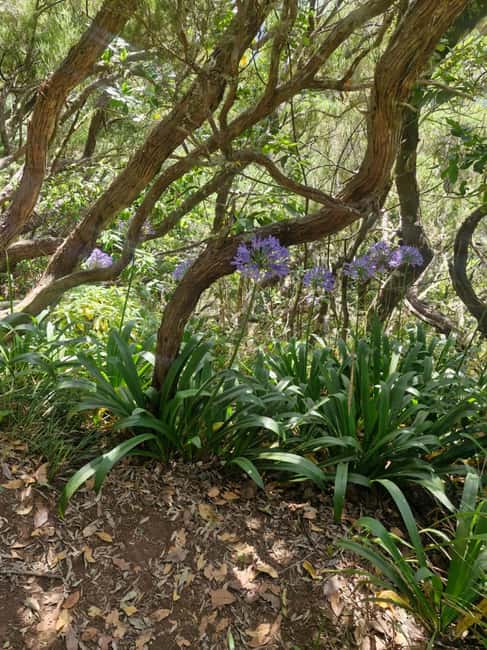 Sunrise by Madeira Surreal + Levada dos Balcões Walk - Connecting with Nature and Creating Lasting Memories