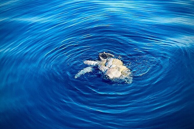 Sunrise EN the Ocean - Observing Marine Life: Dolphins, Turtles, and Manta Rays