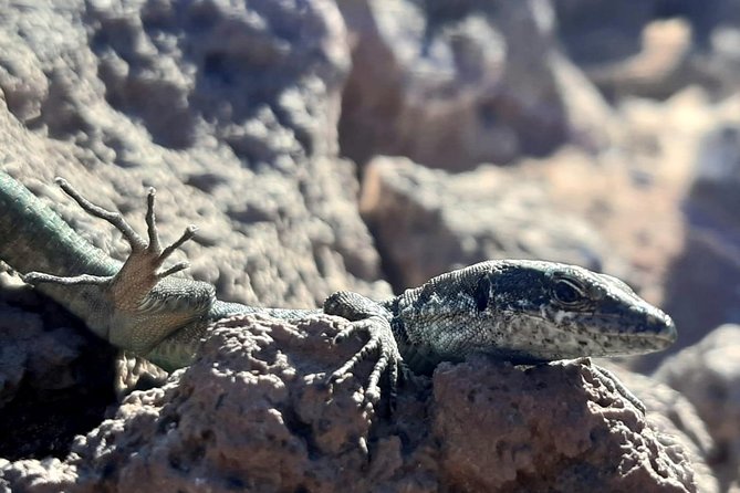 SUNRISE guided HIKE in Ponta de São Lourenço Natural reserve PR8 - Why Choose This Sunrise Hike in Ponta de São Lourenço