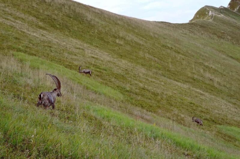 Sunrise Hike to Augstmatthorn with Breakfast on the Peak - The Breakfast at the Summit: A Reward in the Mountains