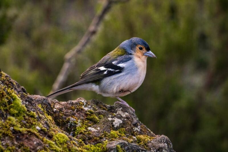 Sunrise Tour @ Pico Do Areiro | Half Day 4x4 Tour - Who Will Most Enjoy This Tour?