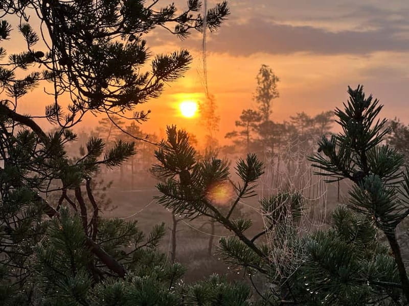 Sunrise Tour To Great Kemeri Bog - Exploring Kaniera Lake Bird Watching Tower