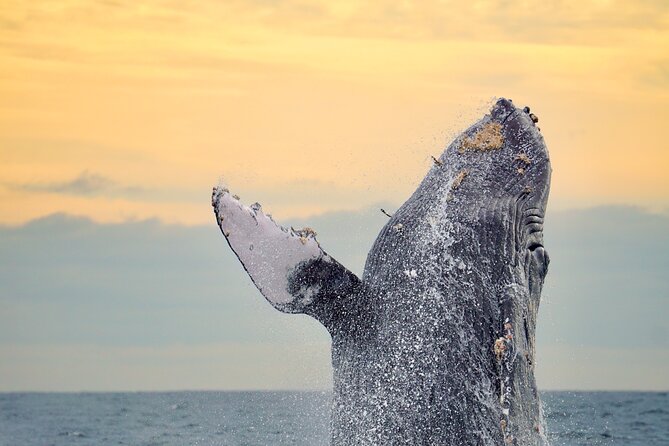 Sunrise Whale Watching boat tour with marine biologist - Key Points