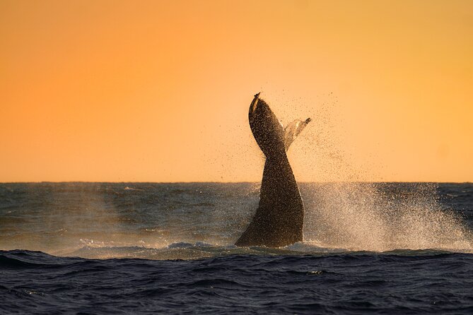 Sunrise Whale Watching boat tour with marine biologist - What the Itinerary Looks Like