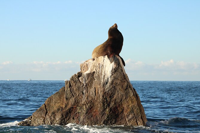 Sunrise Whale Watching boat tour with marine biologist - The Role of the Marine Biologist Guide