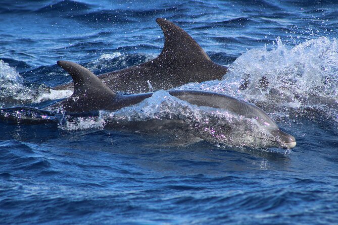 Sunrise Whale Watching boat tour with marine biologist - Accessibility and Practical Tips