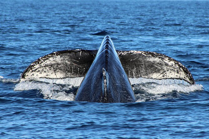 Sunrise Whale Watching boat tour with marine biologist - Who Should Consider This Tour?
