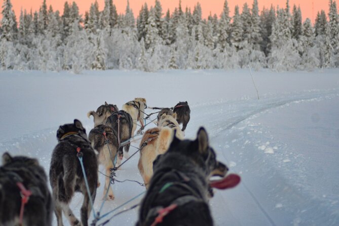 Sunrise Zen Husky Tour (10:00 to 13:00 - sitting on the sled) - Knowledgeable Guides and Friendly Team Dynamics