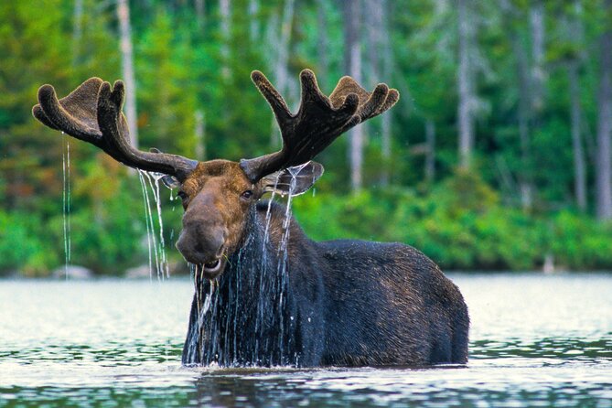 Sunset 4-Hour Grand Teton Wildlife Adventure - Discover the Sunset 4-Hour Grand Teton Wildlife Adventure in Jackson Hole