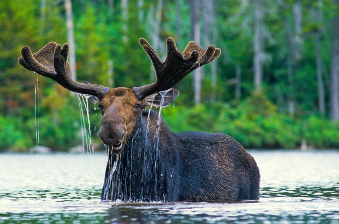 Sunset 4-Hour Grand Teton Wildlife Adventure - The Itinerary and Key Stops in Grand Teton National Park