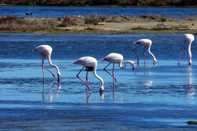Sunset among flamingos in the Ebro Delta - Key Points