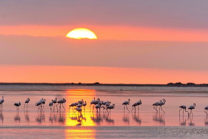Sunset among flamingos in the Ebro Delta - Exploring the Ebro Delta’s Rich Geology and History