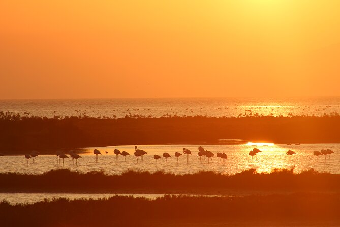 Sunset among flamingos in the Ebro Delta - Who Will Appreciate This Tour?