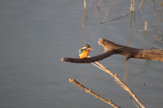 Sunset among flamingos in the Ebro Delta - Cost and Booking Information