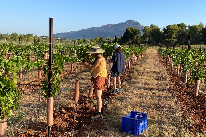 Sunset among Vineyards with Tasting in Alicante (min 6-12 people) - Wine and Cheese Tasting: Local Flavors in a Country Picnic