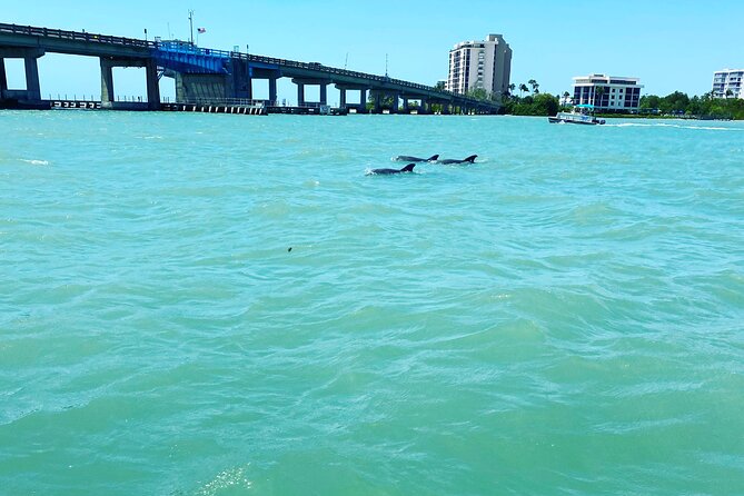 Sunset and Dolphin Cruise around Fort Myers Beach - Wildlife Sightings: Dolphins and Other Creatures