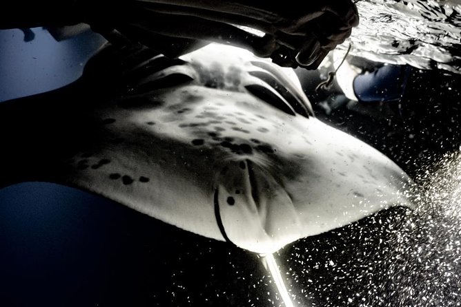 Sunset and Manta Ray Snorkel Adventure - Key Points