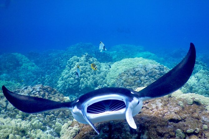 Sunset and Manta Ray Snorkel Adventure - Expert Guides and Safety Measures