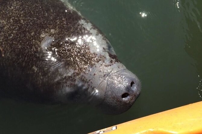 Sunset Bioluminescence Tour - Key Points