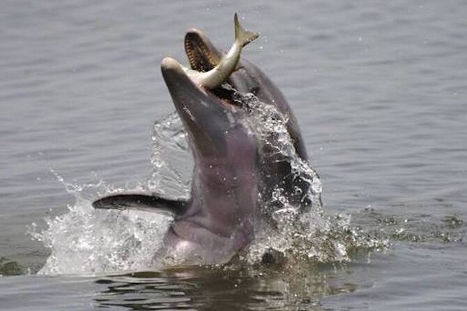 Sunset Bioluminescence Tour - The Experience Provider: A Day Away Kayak Tours