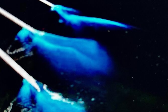 Sunset Bioluminescent Comb Jelly & Dolphin Tour - Flexibility and Convenience in Booking and Cancellation