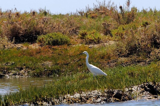 Sunset Boat Trip of Ria Formosa: an Eco-friendly Tour out from Faro - The Itinerary: Exploring Ria Formosa’s Lagoon at Sunset